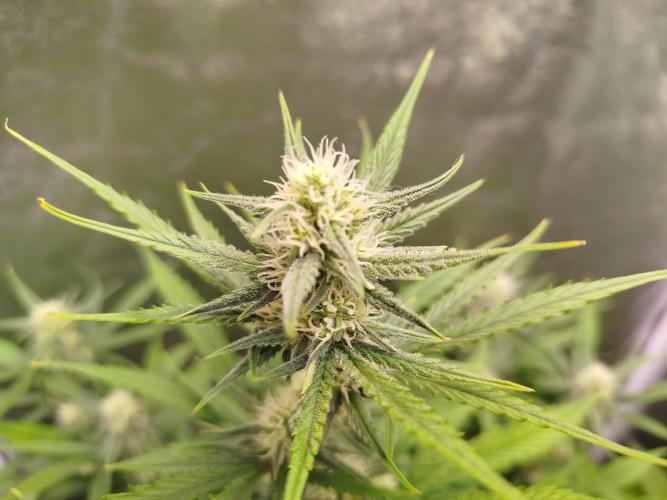 Z-Up Auto 12/12 -  Ex-Bloombastic 26. Week 8