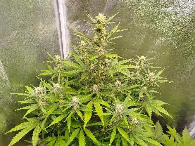 Z-Up Auto 12/12 -  Ex-Bloombastic 26. Week 8