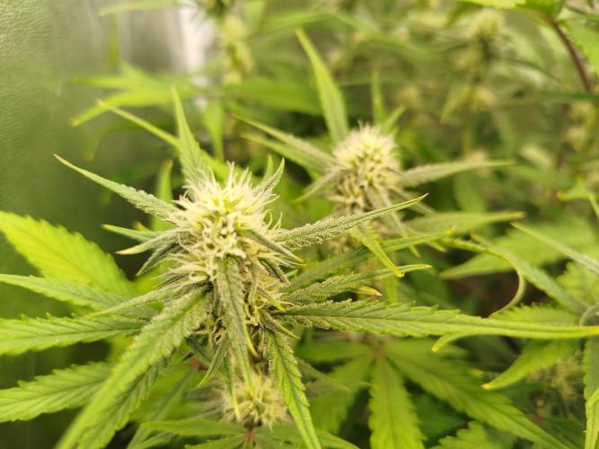 Z-Up Auto 12/12 -  Ex-Bloombastic 26. Week 8