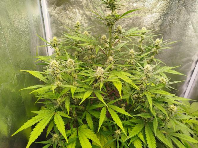 Z-Up Auto. Week 8