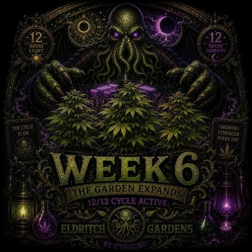 Gassy Trio | SSSC Contest 26 | F027. Week 6