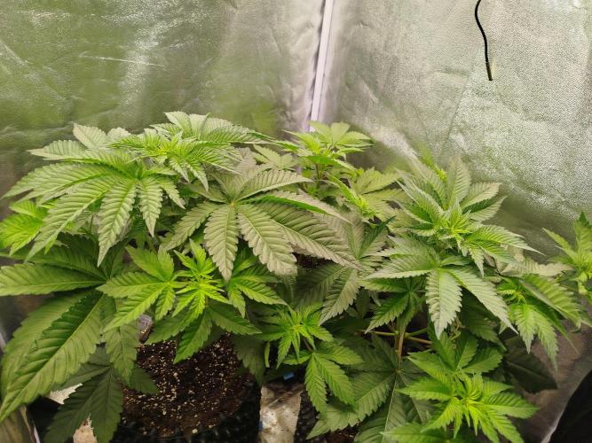 Gassy Trio | SSSC Contest 26 | F027. Week 6