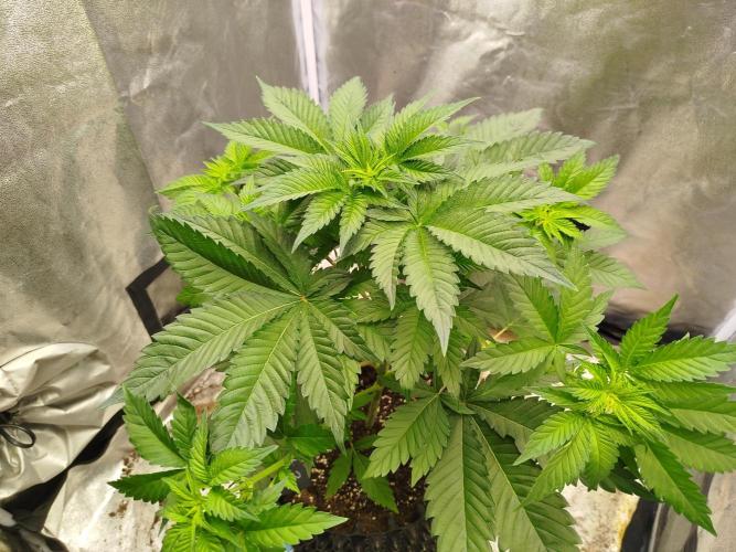 Gassy Trio | SSSC Contest 26 | F027. Week 6