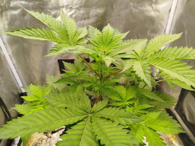 Gassy Trio | SSSC Contest 26 | F027. Week 6