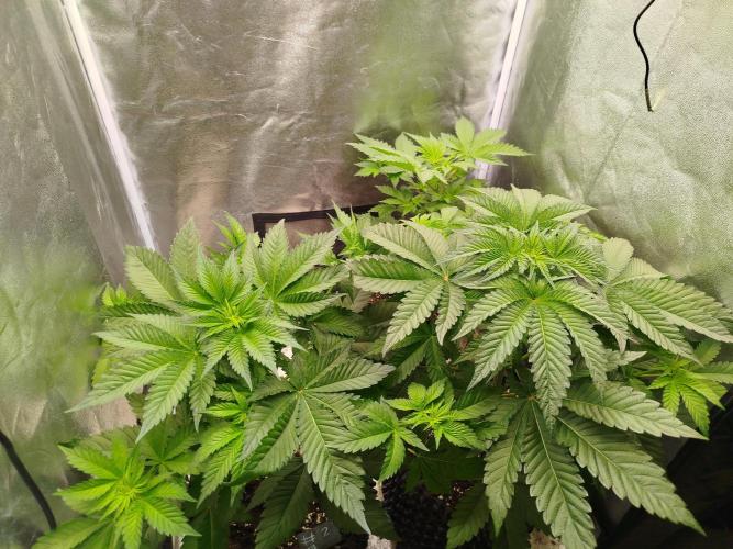 Gassy Trio | SSSC Contest 26 | F027. Week 6