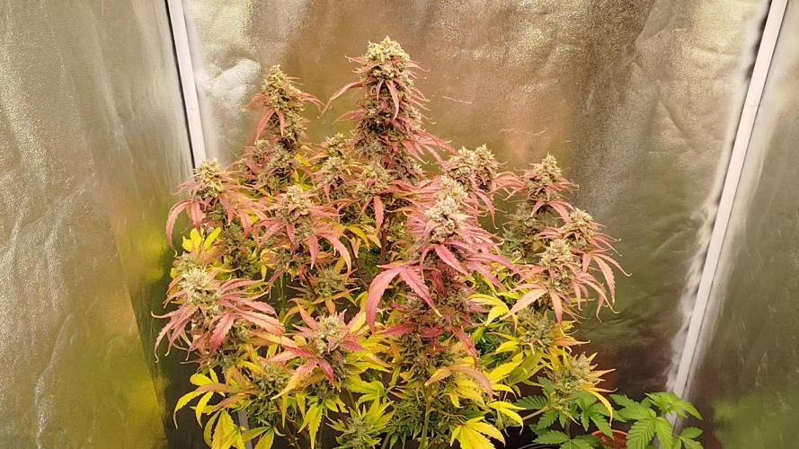 Sweet Skunk Auto