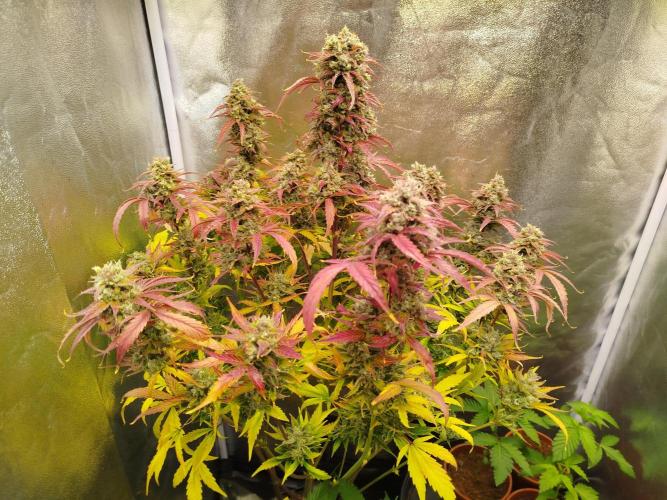 Sweet Skunk Auto. Week 10
