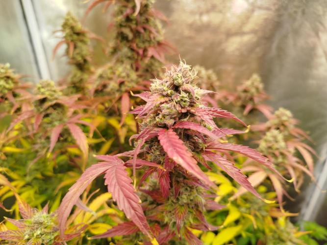 Sweet Skunk Auto. Week 10