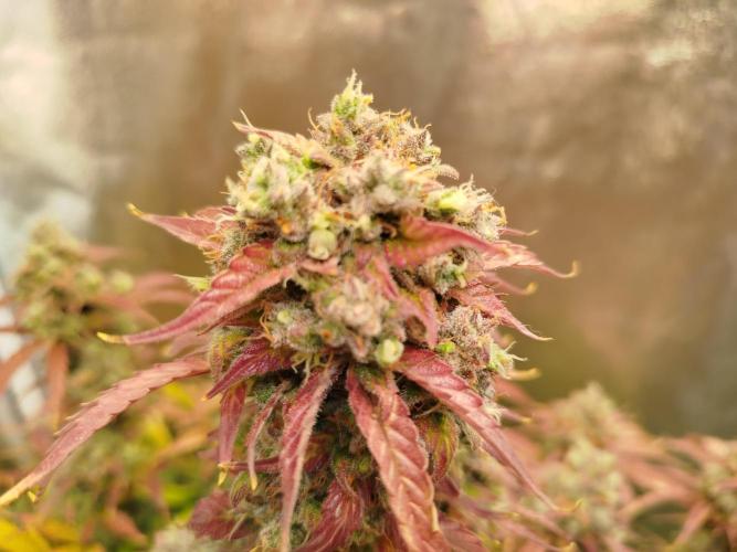 Sweet Skunk Auto. Week 10