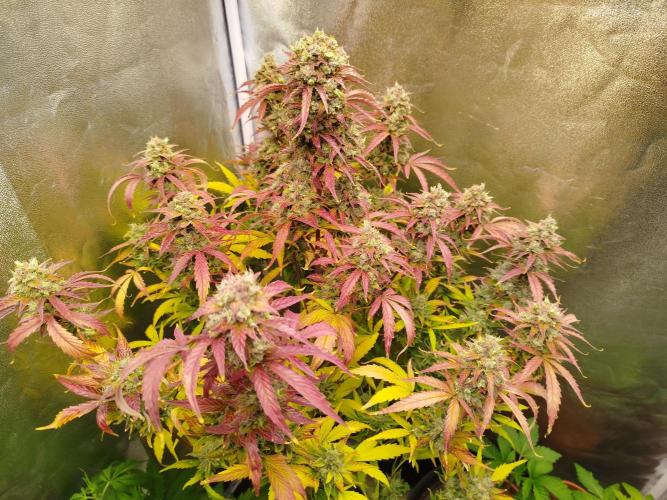 Sweet Skunk Automatic. Week 10