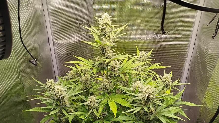 Z-Up Auto 12/12 -  Ex-Bloombastic 26