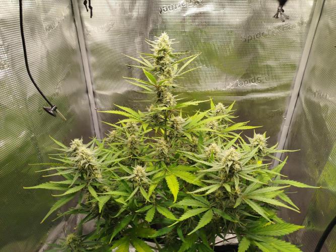 Z-Up Auto 12/12 -  Ex-Bloombastic 26. Week 9