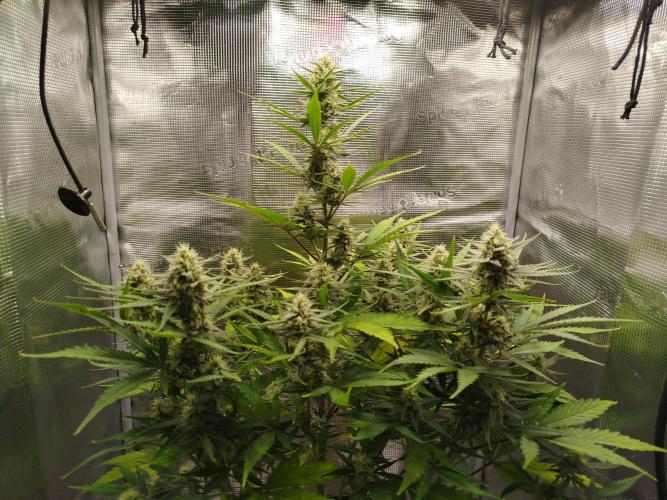 Z-Up Auto 12/12 -  Ex-Bloombastic 26. Week 9