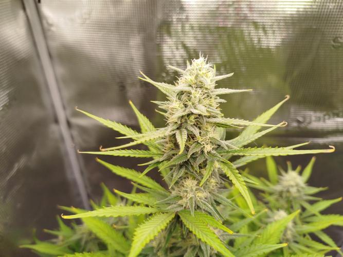 Z-Up Auto 12/12 -  Ex-Bloombastic 26. Week 9