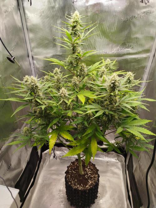 Z-Up Auto 12/12 -  Ex-Bloombastic 26. Week 9
