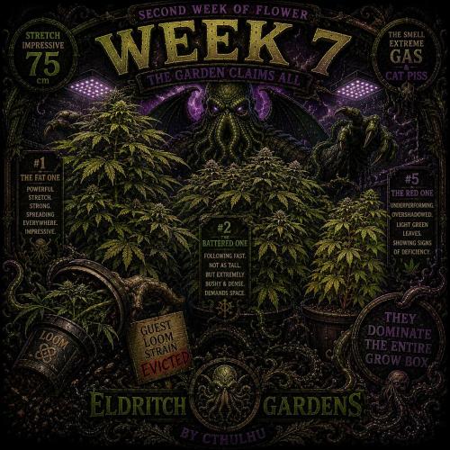 Gassy Trio | SSSC Contest 26 | F027. Week 7