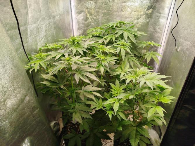 Gassy Trio | SSSC Contest 26 | F027. Week 7