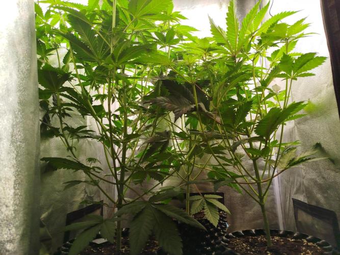 Gassy Trio | SSSC Contest 26 | F027. Week 7 - Before defoliation 