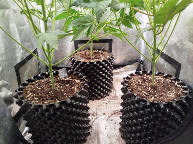 Gassy Trio | SSSC Contest 26 | F027. Week 7 - Defoliation 