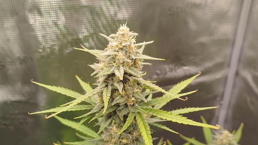 Z-Up Auto 12/12 - Ex-Bloombastic 26