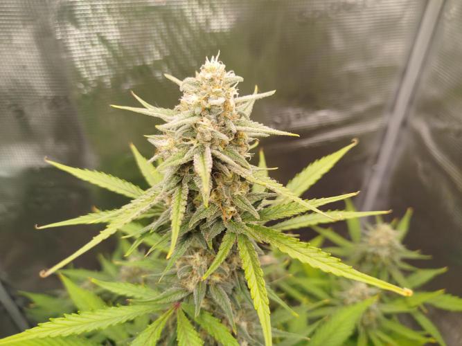 Z-Up Auto 12/12 -  Ex-Bloombastic 26. Week 10