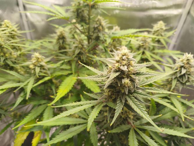 Z-Up Auto 12/12 -  Ex-Bloombastic 26. Week 10