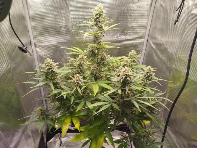 Z-Up Auto 12/12 -  Ex-Bloombastic 26. Week 10