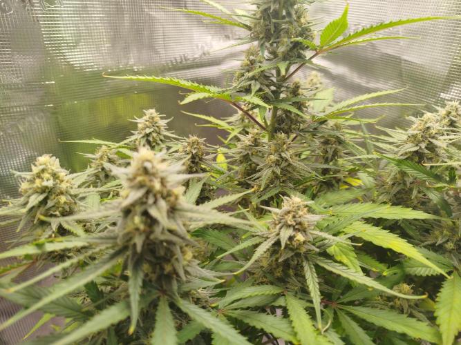 Z-Up Auto 12/12 -  Ex-Bloombastic 26. Week 10