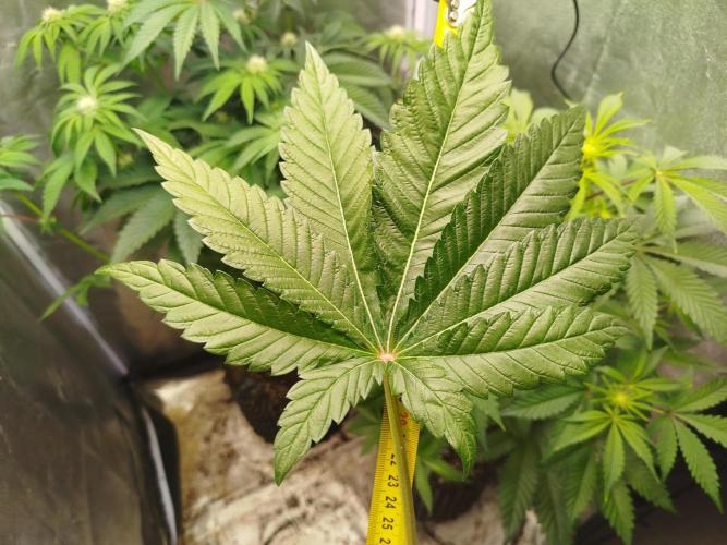 Gassy Trio | SSSC Contest 26 | F027. Week 8 - #1 leaf