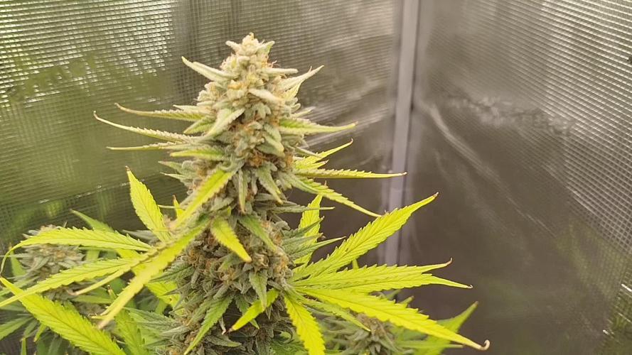 Z-Up Auto 12/12 - Ex-Bloombastic 26