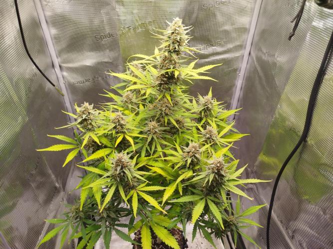 Z-Up Auto 12/12 -  Ex-Bloombastic 26. Week 11