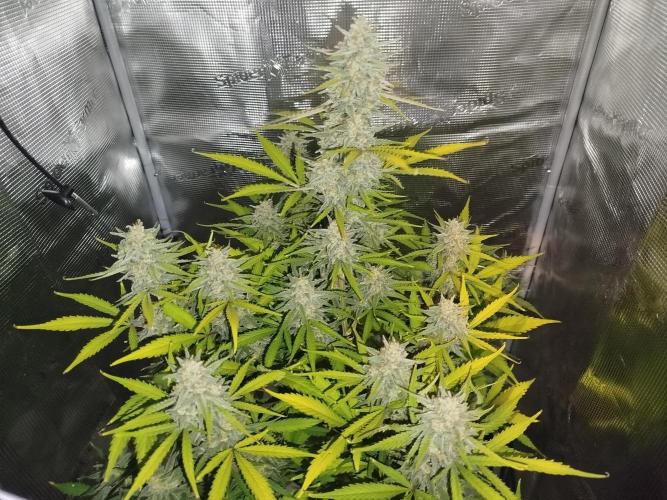 Z-Up Auto 12/12 -  Ex-Bloombastic 26. Week 11