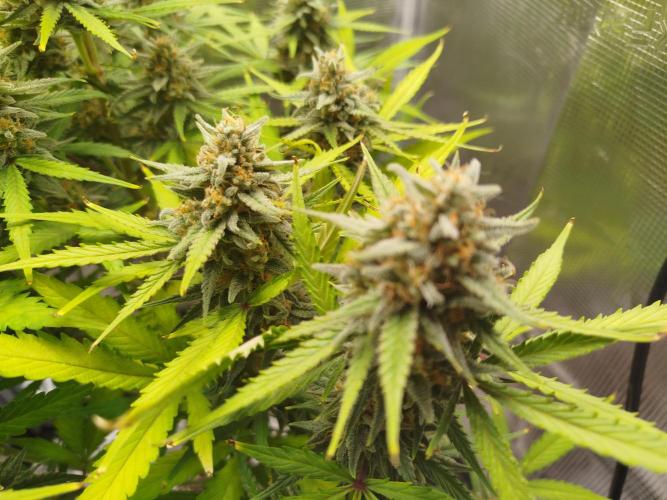 Z-Up Auto 12/12 -  Ex-Bloombastic 26. Week 11