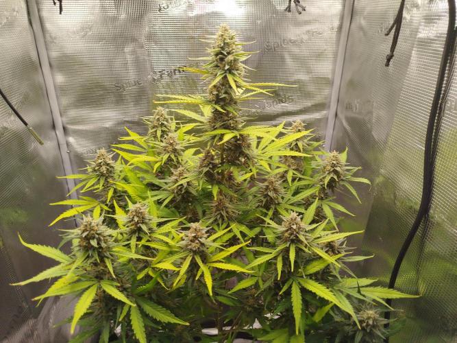 Z-Up Auto 12/12 -  Ex-Bloombastic 26. Week 11