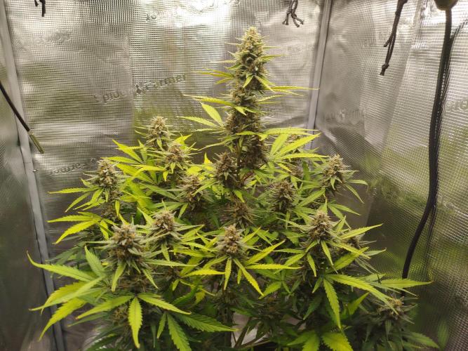 Z-Up Auto 12/12 -  Ex-Bloombastic 26. Week 11