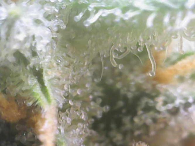 Z-Up Auto 12/12 -  Ex-Bloombastic 26. Week 11
