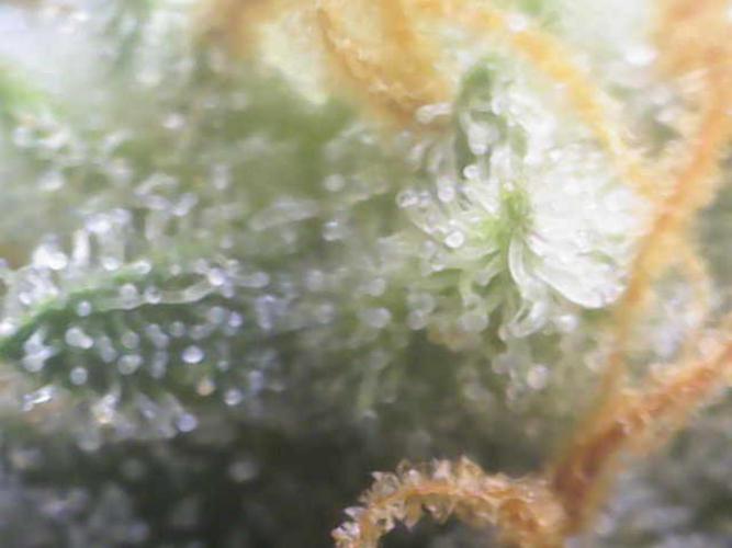 Z-Up Auto 12/12 -  Ex-Bloombastic 26. Week 11
