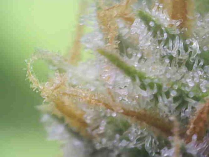 Z-Up Auto. Week 11