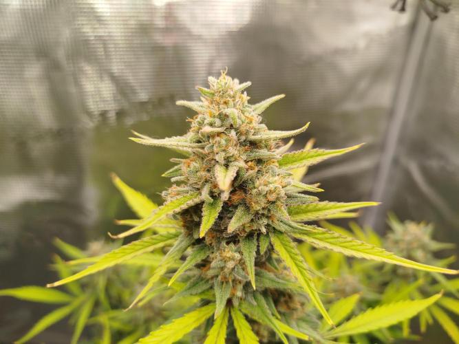 Z-Up Auto. Week 11
