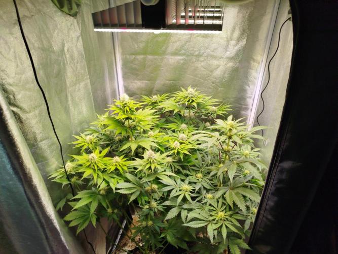 Gassy Trio | SSSC Contest 26 | F027. Week 9