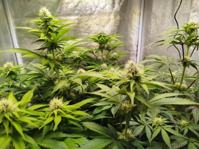 The Gassy One. Week 9
