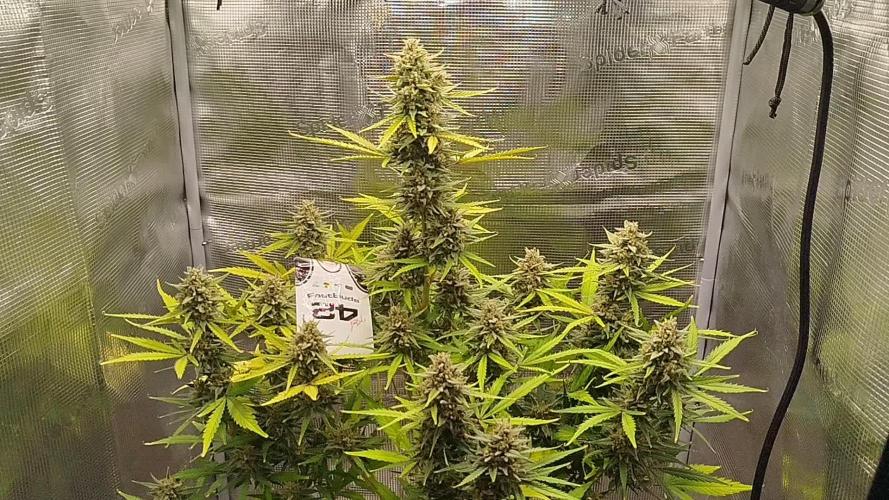 Z-Up Auto 12/12 - Ex-Bloombastic 26