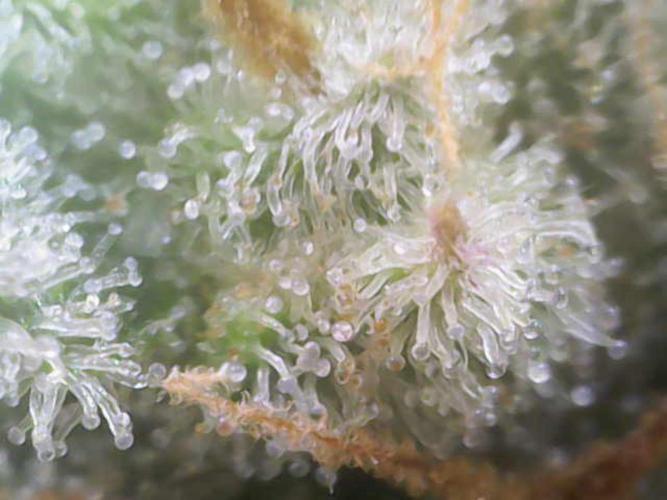 Z-Up Auto 12/12 -  Ex-Bloombastic 26. Week 12