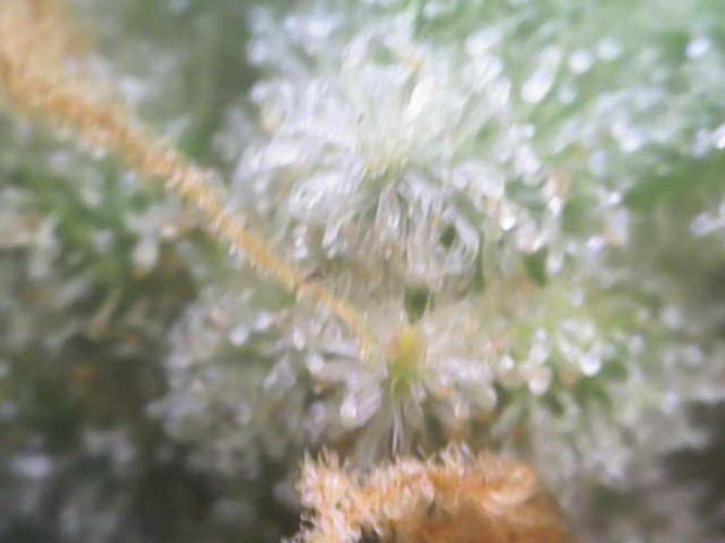 Z-Up Auto 12/12 -  Ex-Bloombastic 26. Week 12