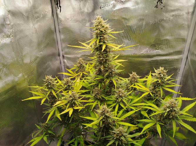 Z-Up Auto 12/12 -  Ex-Bloombastic 26. Week 12