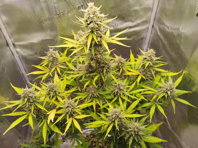 Z-Up Auto 12/12 -  Ex-Bloombastic 26. Week 12