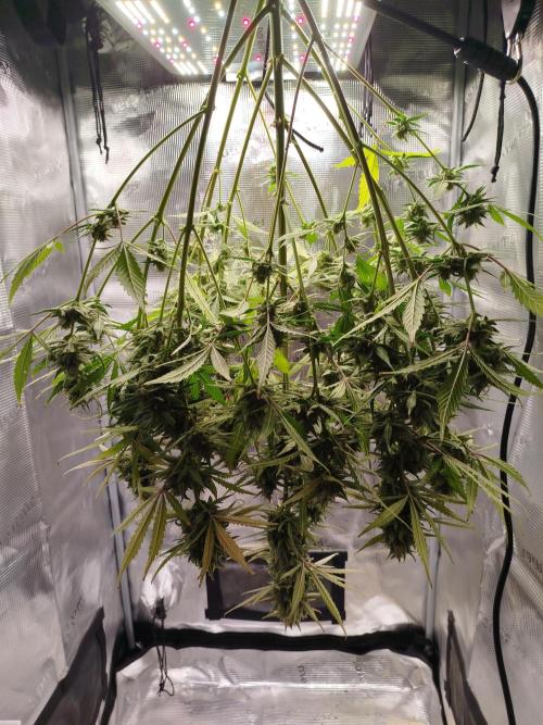 Z-Up Auto 12/12 -  Ex-Bloombastic 26. Week 12