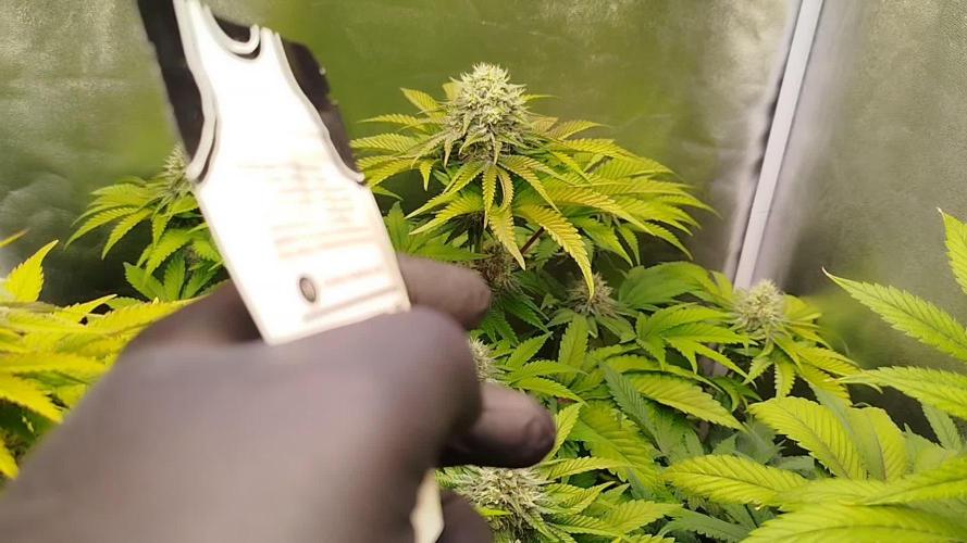 Guava Sunday Auto - Bloombastic contest