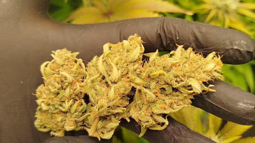 Z-Up Auto 12/12 -  Ex-Bloombastic 26