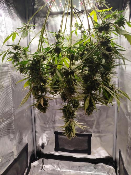 Z-Up Auto 12/12 -  Ex-Bloombastic 26. Week 13